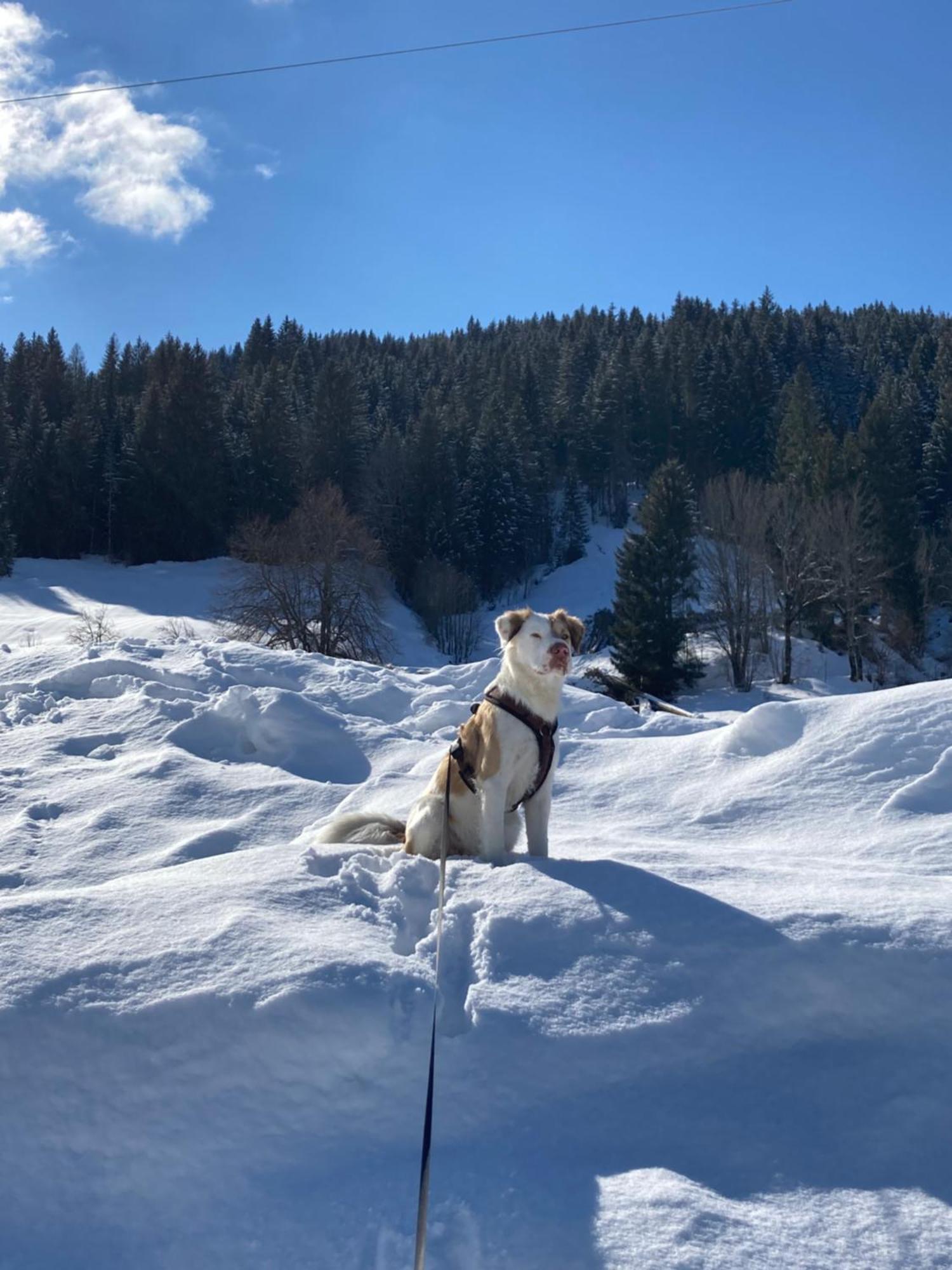 Apart Jasmin Flachau Buitenkant foto
