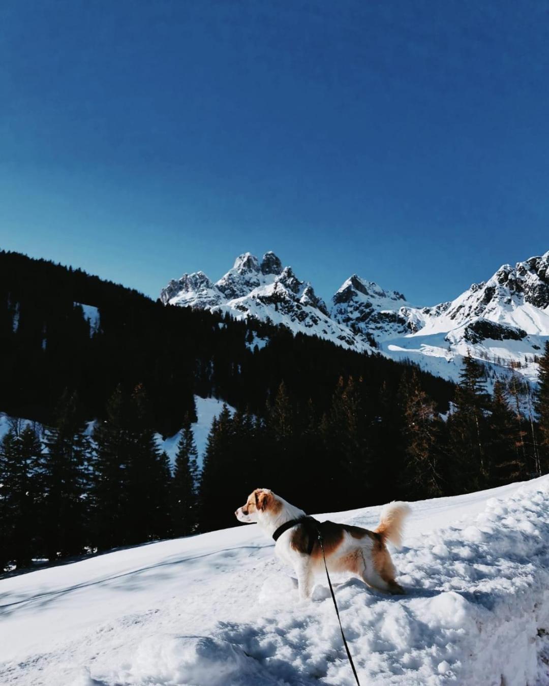 Apart Jasmin Flachau Buitenkant foto